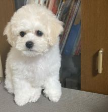 Bichon Frise puppies for good re homing to interested homes. Image eClassifieds4U