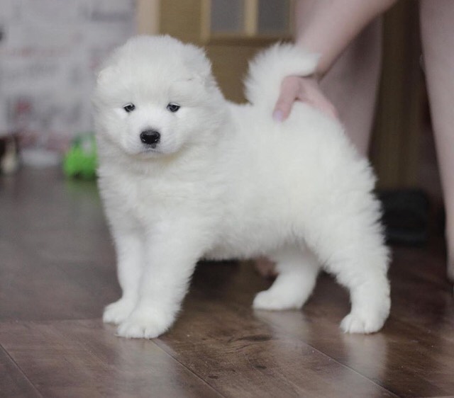 Samoyed puppies for good re homing to interested homes. Image eClassifieds4u