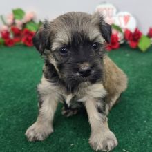 Magnificent tea cup Maltipoo puppies,