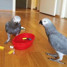 African Grey Parrots( ceva41016@gmail.com)