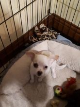 Chihuahua puppies