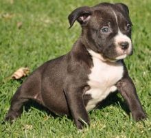 Gorgeous male and female Pittbull puppies