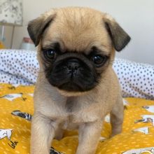Pug puppies available in good health condition for new homes