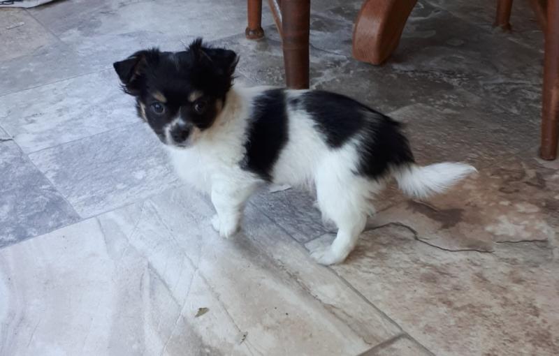 Chihuahua puppies Image eClassifieds4u