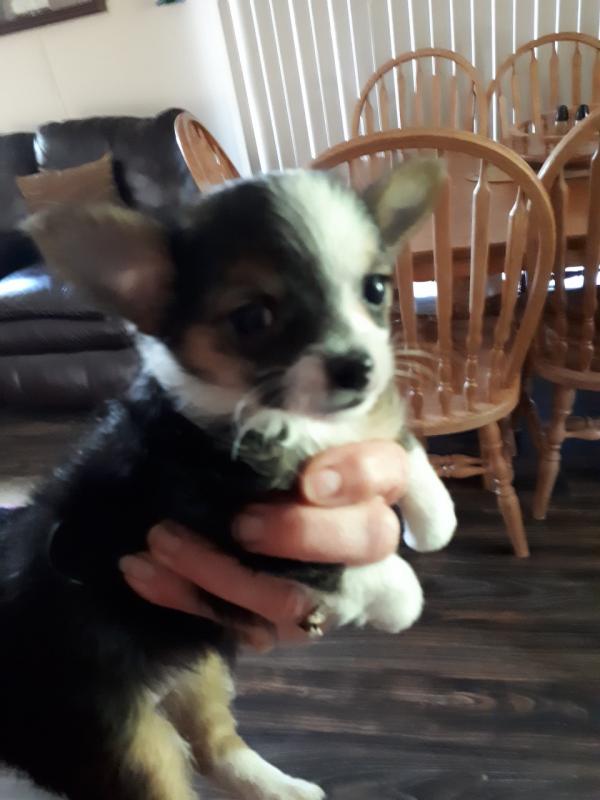 Chihuahua puppies Image eClassifieds4u