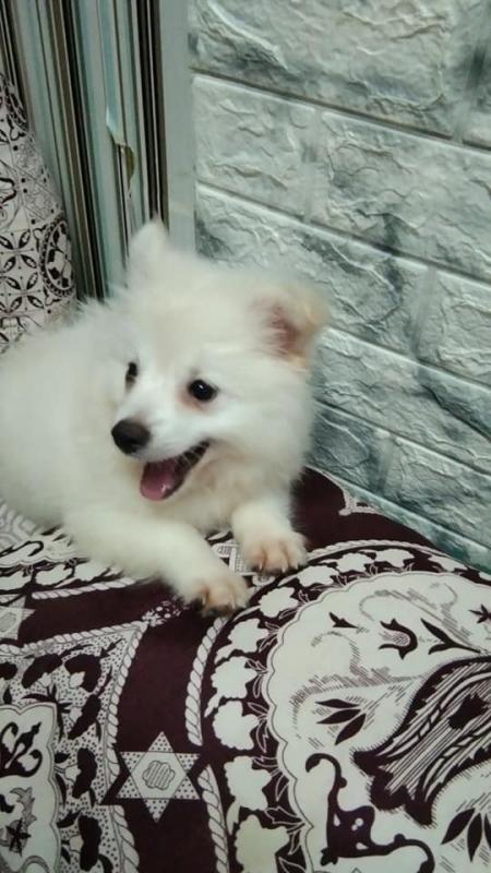 Cream White Pomeranian Puppies for Adoption. text or call (604) 265-8412 Image eClassifieds4u