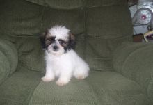 We have 12 weeks old, adorable Lhasa Apso puppies for adoption. Image eClassifieds4U