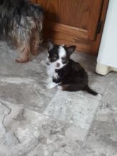 Chihuahua puppies Image eClassifieds4u 3