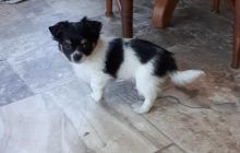 Chihuahua puppies Image eClassifieds4u 4