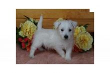 Stunning West Highland White Terrier Babies