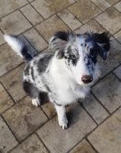 Super Border Collie puppies male and female ready for new homes