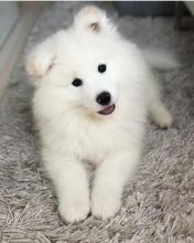 Charming male and female Samoyed pups