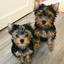 Cute Yorkie puppies available for adoption