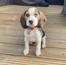 we have two lovely adorable Beagle puppies.