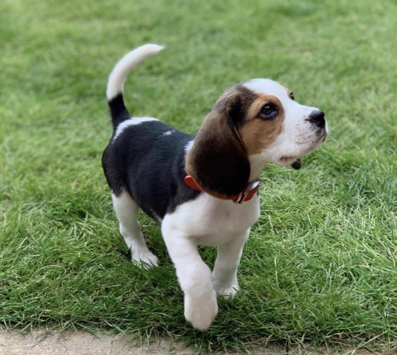 Beagle Puppies Image eClassifieds4u