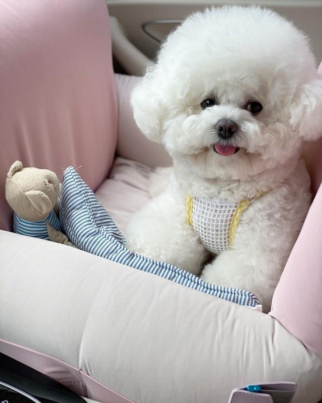 Bichon Frise Puppies Image eClassifieds4u