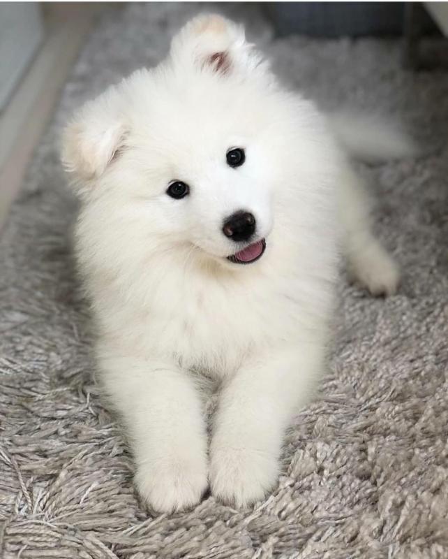 Charming male and female Samoyed pups Image eClassifieds4u