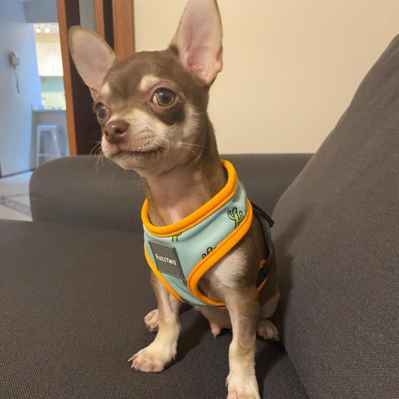 Lovely 12 weeks old chihuahua Puppies. Image eClassifieds4u