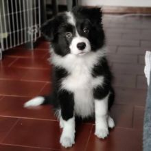 Super Border Collie puppies male and female ready for new homes Image eClassifieds4u 2