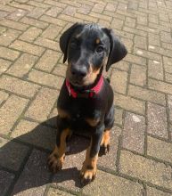 Beautiful male and female Doberman puppies. Image eClassifieds4u 1