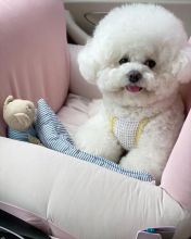 Bichon Frise Puppies Image eClassifieds4u 2