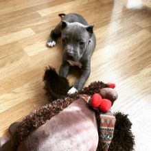 Blue Nose Pit Bull puppies,well socialized and vaccinated. Image eClassifieds4U