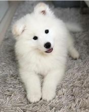 Charming male and female Samoyed pups Image eClassifieds4u 1