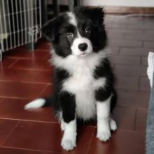 Cute Border Collie Puppies Ready Image eClassifieds4u 1