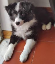 Cute Border Collie Puppies Ready Image eClassifieds4u 2