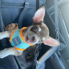 Lovely 12 weeks old chihuahua Puppies. Image eClassifieds4u 3