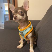 Lovely 12 weeks old chihuahua Puppies. Image eClassifieds4u 2