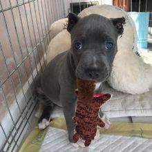 Pit Bull For Free Adoption Image eClassifieds4u 1