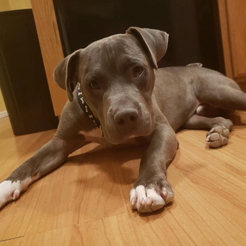 Pit Bull For Free Adoption Image eClassifieds4u