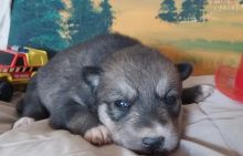 Wolf Hybrid   puppy