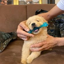 Beautiful Golden Retriever Puppies (303)578-6349