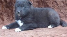 cute wolf-hybrid- puppies looking for a new home