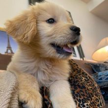 Lovely Golden Retriever for Pet Lovers (303)578-6349