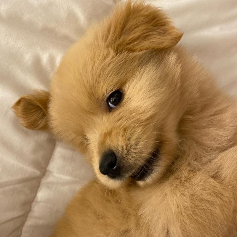 Adorable Golden Retriever Need New Homes-(303)578-6349 Image eClassifieds4u