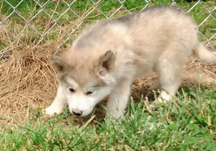 AKC Awesome Wolf Hybrid Image eClassifieds4u