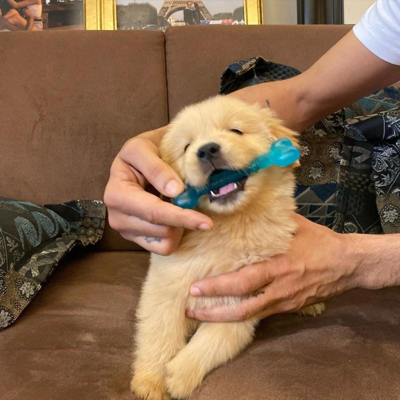 Beautiful Golden Retriever Puppies (303)578-6349 Image eClassifieds4u