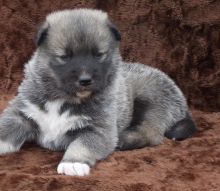 Douglas is an Awesome Wolf Hybrid for Adoption Image eClassifieds4U