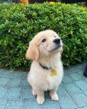 Friendly Golden Retriever Puppies (303)578-6349 Image eClassifieds4U