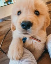 Potty Trained Golden Retriever Puppies (303)578-6349 Image eClassifieds4U