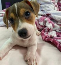 JACK RUSSEL PUPPIES AVAILABLE FOR FREE ADOPTION