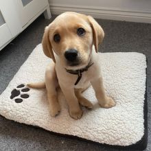 Lovely Labrador Puppies For Adoption