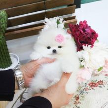 POMERANIAN PUPPIES FOR ADOPTION