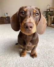 Puppies for sale