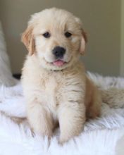 Registered Male and Female Golden Retriever Puppies (303)578-6349