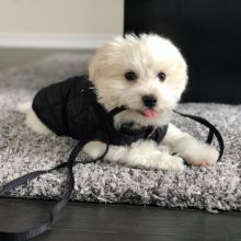 YORKIE PUPPIES READY TO GO