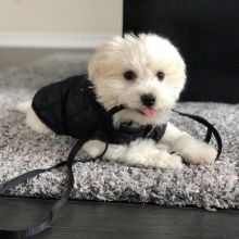 YORKIE PUPPIES READY TO GO